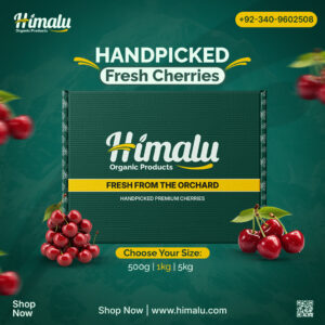 Organic fresh cherries harvested from Gilgit-Baltistan orchards